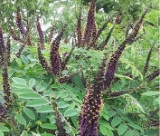 쪽제비싸리(박피종자) 씨앗 1kg 보람(ip)씨앗 : 신가네