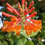 모종/인동덩굴 드롭모어스칼렛 9cm포트  KJ508 : 선주네