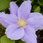 레이먼드 클레마티스 모종 (자라) 15cm화분 1개 : 순수둥이농원