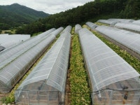 강원도 인제 눈개승마 봄나물 500g 삼나물 제철 고랭지 해발700 부모님 선물 산지직송 : 꿀단지 농장