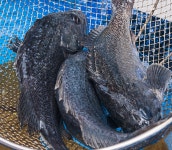 통영 우럭 1kg-생물 우럭회 필렛 완벽손질 크기별 매운탕 밀키트 반건조 : 건강수산