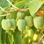 상상정원 일세다래 (다래) 나무 묘목 - 결실주 지주 분묘 : 상상정원