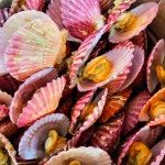 [당일조업] 제철 남해 고성 참 세척 가리비 통영 홍가리비 1.5kg 3kg : 창원진동농협