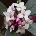 조경수 관상수 묘목- 천리향(서향)-H0.6 x W0.4 분묘  TK110 : 오늘은 최고의 날