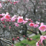 핑크 매화나무 묘목 / 춘일야홍수양매 : 정원 가든
