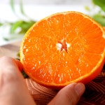 제주 새콤달콤 천혜향 못난이 가정용 선물용 10kg 5kg 3kg : 제주그린팜