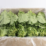 청상추 아삭이 로메인 상추 쌈 채소 샐러드 4kg, 1개 : 그램원