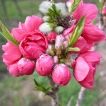 묘목/ 남경도 꽃복숭아 (적색/분홍혼합) 접목1년 특묘-다섯주묶음 G455 : 선주네