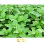 허브(Herb)/채소식물 박하 화분모종 4개 (L0252) : 티홈