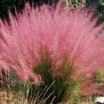 조경수 묘목 -그라스-핑크뮬리  5치(15cm)포트 -2개묶음 TR235 : 오늘은 최고의 날