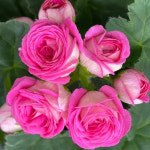 예쁜제라늄 러시아제라늄, UG송오브콜초바 농장직송 모종 : 예쁜제라늄농장