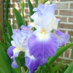 독일붓꽃 저먼아이리스 (클라렌스) 다년생 숙근식물 :뿌리 두개셋트 Q1035 : 선주네