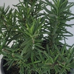 모종/ 허브-로즈마리 : 9cm포트 10개셋트   IH019 : 선주네