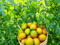 부산 대저 토마토 2.5kg /산지직송 가정용·선물용 /권씨네토마토농장 : 권씨네토마토농장