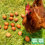 [에그온] 난각번호1번 무항생제 유정란 20구 : 엔조잇