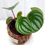 수박페페 키우기 수경 번식 잎꽃이 식물 페페로미아 라탄화분 감성인테리어 힐링소품 작은화분 예쁜화분 공간꾸미기 자연소품 집꾸미기... 