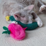 고양이 놀이 퍼즐 해소 재미있는 소리 나무질 채소 1. Stuffed cucumber : 쇼핑여기다47호점