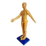 인체 경락 모형 의학용 남성 혈자리 모델 실습용 혈도 동경혈모형+손모형+월차트 : 실시간차이나