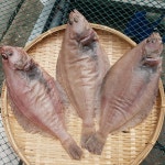 녹동수산 국내산 반건조 가자미(대)1미(30cm내외) : 피쉬세일