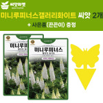 키작은 루피너스 씨앗 10립 갤러리 화이트 미니루피너스 꽃씨 종자 2개+끈끈이1P : 양동씨앗마켓