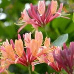 모종/인동덩굴 붉은인동  9cm포트-3개묶음  HC143 : 느티나무아래