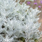 [유아그린] 백묘국 칸디칸스 씨앗 30립 (J0102) : 유아그린