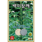 백미참깨 1000립 KS 25년 참깨씨앗 : 제일농약사