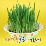 5인 생명과학 탐구실험 보리 새싹채소키우기 화분꾸미기 자연학습 수경재배 교육교재 : 자유바라기