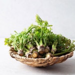 [갤러리아] [더조은] 당일수확 고흥 참두릅 500g : 갤러리아백화점