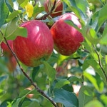 나무생각 / 사과나무 / 홍로 / 3년생 / 결실주 : 착한가격 나무생각