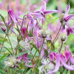 클레마티스 포트묘 크레마티스 벨타입 종덩굴 큰꽃 으아리 꽃나무 묘목 : 다원나무팜