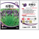 라벤다 100립 허브 로체 식용꽃 허브 꽃씨 씨앗 종자 세계 : 남흥원예사