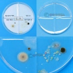 세균증식배양실험 내손의세균관찰하기 바이러스학습교구 4인세트 : 지주스몰
