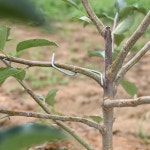 과일 나무 분기 풀러 복숭아 강한 확산 가랑이 각도 오렌지 배 꽃 정원 도구를 묶는 기본 : 오더박스9호점