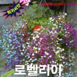 로벨리아 혼합 25립 : 기린마켓16호