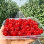 국내산 냉동 산딸기 1kg : 하루미르 농장