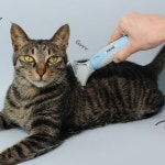 반려동물 그루밍 브러쉬 털정리 고양이 강아지 빗 솔 털제거 죽은털 : 히먼마트