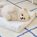 히말라야 듀라론 냉감 강아지 고양이 반려동물 여름 사계절 쿠션 퍼피 사각 펫방석 : 베베데코