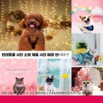 언유즈얼 강아지포토존 세트 배경장식 유치원 검정색 g-6037 100x150cm : 언유즈얼 Unusual