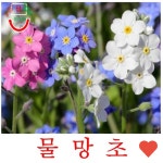 씨앗 모종 물망초 혼합 : ZEMart
