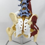 척추 정형외과 골격 모형 뼈 신체 전시용 시뮬레이션 학교 병원 인체 골반 : 보리네1