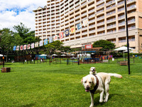 소노펫 비발디파크 - 패밀리(PetClub취사 스탠다드 침대) : 호텔예약 스테이원