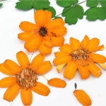 오렌지 백일홍 압착 꽃 수제 1. Orange : 오더박스28호점
