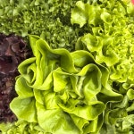 수경재배 유럽 샐러드 채소 1kg 200g 서해초록팜 당일 수확 농장 직접 재배 7종이상. 1키로이상 200g더 총 1200g 이상 : 서해초록팜