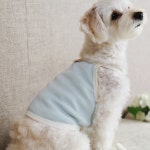 슈가베베 골지면 끈나시 민소매 티셔츠 국산 강아지옷 루나몽 여름 시원한 애견 반려견 2XL : Lunamong