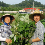 영광군 천년마을 개별포장 모시알송편 기피동부 20개 모시송편 모싯잎떡 : 천년마을 영광모시송편