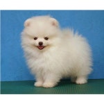 동물 강아지 애완 자수 페인팅 크로스 라인석 그림 풀 스퀘어 모자이크 핫 1. 20x30cm : 블루36호점