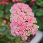 예쁜제라늄 K, J 베리퀸 뽀롱마미 작품, 한국제라늄 농장직송 모종 : 예쁜제라늄농장