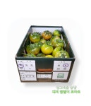 [대저농협인증/25년품평회 수상/GAP/농가직송] 싱그리움농장 부산 대저 짭짤이 토마토2.5kg : 싱그리움농장