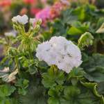 예쁜제라늄 K, Choi하얀로맨스 뽀롱마미 작품 한국제라늄 농장직송 모종 : 예쁜제라늄농장